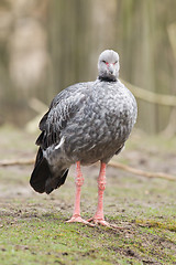 Image showing Southern Screamer (Chauna torquata)