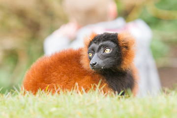 Image showing Red-bellied Lemur (Eulemur rubriventer) 