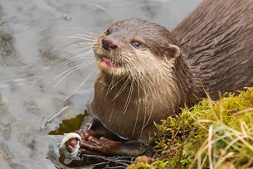 Image showing Close-up of an otter eating fish