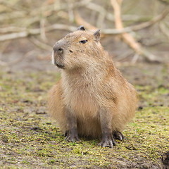 Image showing Capybara (Hydrochoerus hydrochaeris) 