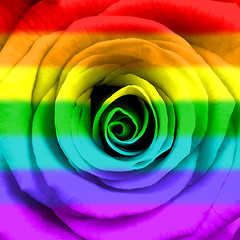 Image showing Rainbow flag rose