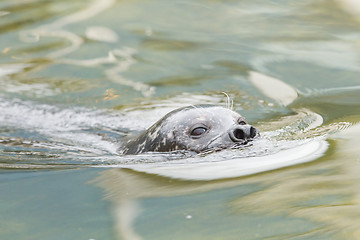 Image showing Grey seal swimming