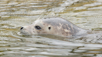 Image showing Grey seal swimming