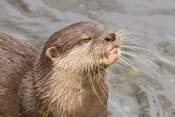 Image showing Close-up of an otter eating fish