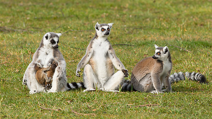 Image showing Ring-tailed lemur (Lemur catta) 