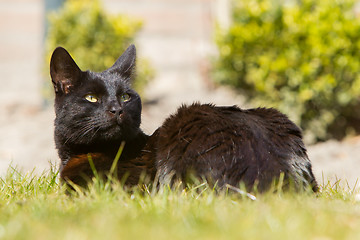 Image showing Black cat on grass