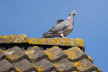 Image showing Single pigeon on roof