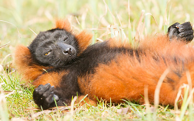 Image showing Red-bellied Lemur (Eulemur rubriventer) 