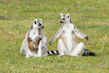 Image showing Ring-tailed lemur (Lemur catta) 