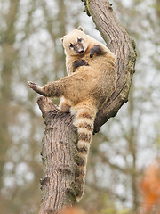 Image showing Coatimundi scratching himself