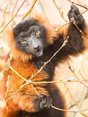 Image showing Red-bellied Lemur (Eulemur rubriventer) 