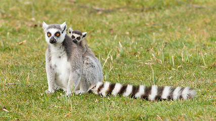 Image showing Ring-tailed lemur (Lemur catta) 