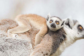 Image showing Ring-tailed lemur (Lemur catta) 