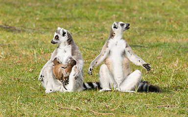 Image showing Ring-tailed lemur (Lemur catta) 