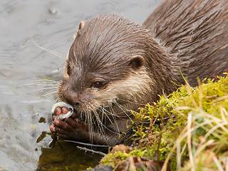 Image showing Close-up of an otter eating fish