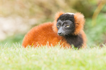 Image showing Red-bellied Lemur (Eulemur rubriventer) 