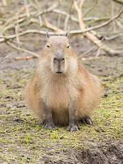 Image showing Capybara (Hydrochoerus hydrochaeris) 