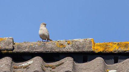 Image showing Single sparrow on roof