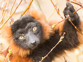 Image showing Red-bellied Lemur (Eulemur rubriventer) 