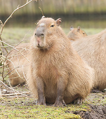 Image showing Capybara (Hydrochoerus hydrochaeris) 