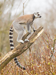 Image showing Ring-tailed lemur (Lemur catta)