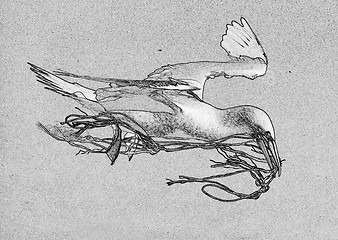 Image showing Drawing of a bird