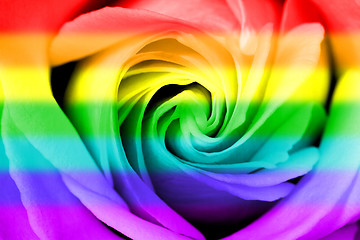 Image showing Rainbow flag rose