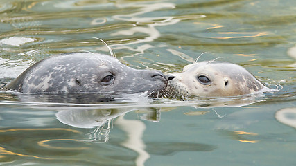 Image showing Adult and yound grey seal