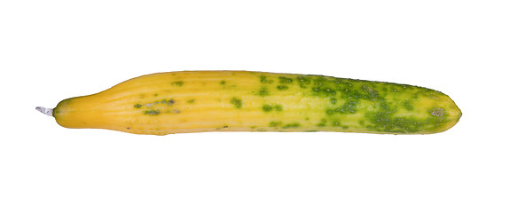 Image showing Cucumber turning yellow