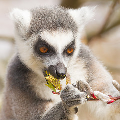 Image showing Ring-tailed lemur (Lemur catta) 