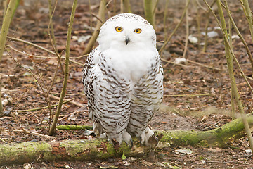 Image showing Snow owl with large claws