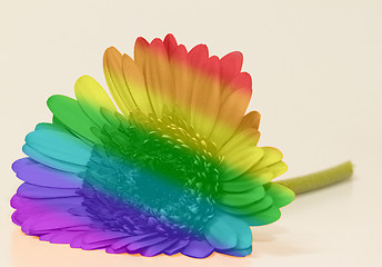 Image showing Rainbow flag gerbera