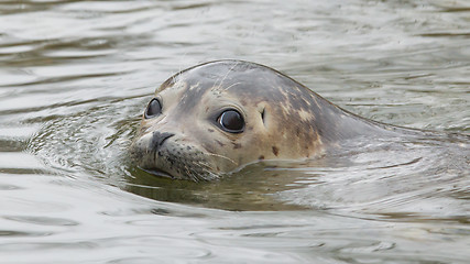 Image showing Grey seal swimming