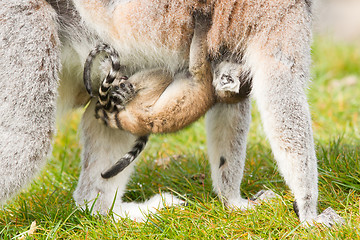 Image showing Ring-tailed lemur (Lemur catta) 