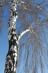 Image showing Trunk of birch