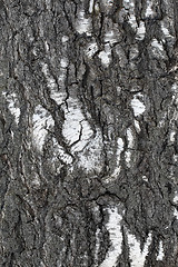 Image showing Trunk of old birch