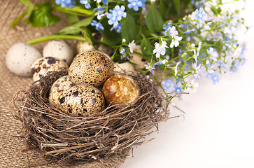 Image showing Nest with eggs and forget-me-nots on a cloth