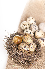 Image showing Nest with quail eggs on a canvas