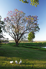 Image showing Ducks foraging in a rural landscape