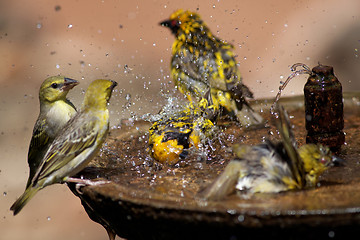 Image showing Wild birds splashing in a bird bath