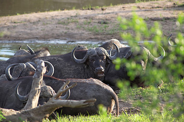 Image showing Herd of Cape buffalo, Syncerus caffer