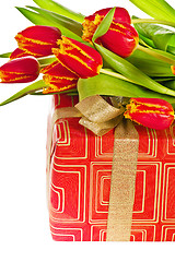 Image showing Red tulip with petals fringed by yellow and gift box, it is isol