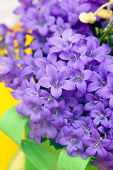 Image showing campanula blue a close up