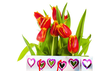 Image showing Red tulip with petals fringed by yellow. Isolated over white bac