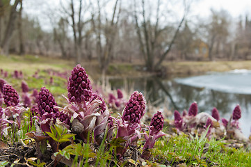 Image showing Blooming butterbur. Spring landscape near the pond 