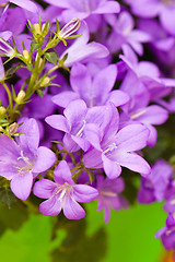 Image showing campanula blue a close up