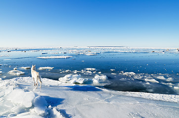 Image showing The white polar wolf on an ice floe looks on swans