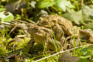 Image showing Common toad with partner on back