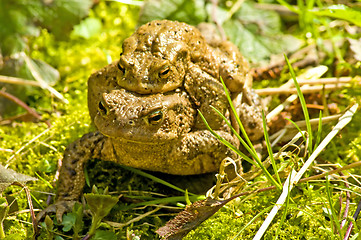 Image showing Common toad with partner on back