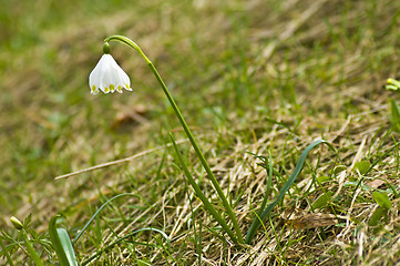 Image showing Snowflake, Leucojum vernum